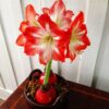 red & white amaryllis in red wax bulb