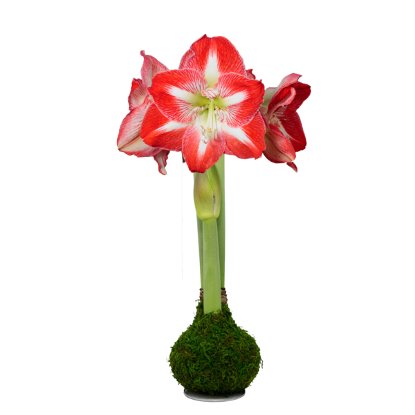 Revl.ation Amaryllis